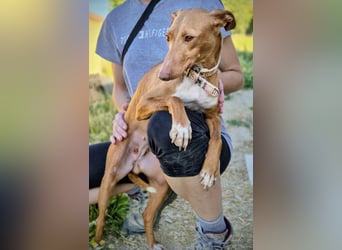 Freya - zarte Podenca-Seele sucht ihr sicheres Für-immer-Zuhause