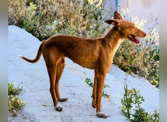 Freya - zarte Podenca-Seele sucht ihr sicheres Für-immer-Zuhause