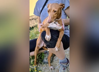 Freya - zarte Podenca-Seele sucht ihr sicheres Für-immer-Zuhause