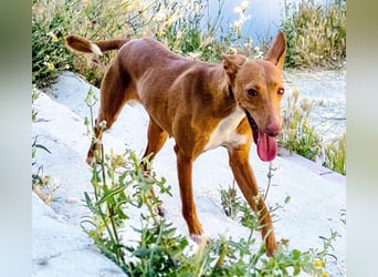 Freya - zarte Podenca-Seele sucht ihr sicheres Für-immer-Zuhause