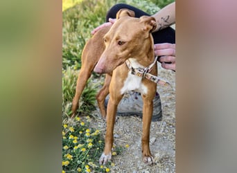 Freya - zarte Podenca-Seele sucht ihr sicheres Für-immer-Zuhause