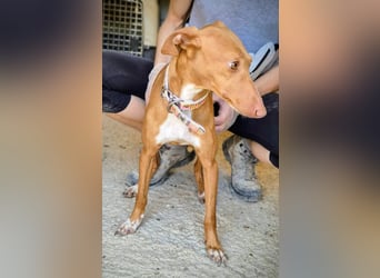 Freya - zarte Podenca-Seele sucht ihr sicheres Für-immer-Zuhause