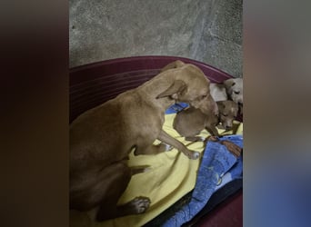 Freya - zarte Podenca-Seele sucht ihr sicheres Für-immer-Zuhause