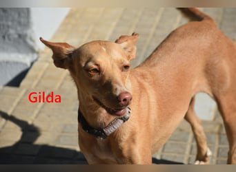 Gilda geb. 01/2022 (in Deutschland) - wunderschöne Podenca sucht die passende Familie!