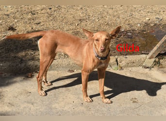 Gilda geb. 01/2022 (in Deutschland) - wunderschöne Podenca sucht die passende Familie!