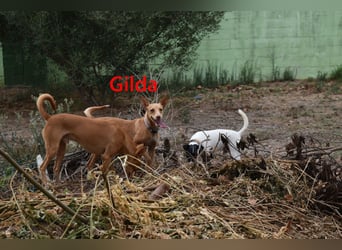 Gilda geb. 01/2022 (in Deutschland) - wunderschöne Podenca sucht die passende Familie!