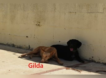 Gilda geb. 01/2022 (in Deutschland) - wunderschöne Podenca sucht die passende Familie!