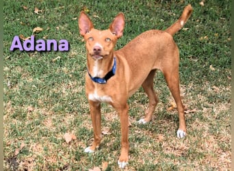 Adana geb. 01/2024 (in Deutschland) - verschmuste und kluge Podenco Andaluz Hündin!
