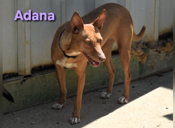 Adana geb. 01/2024 (in Deutschland) - verschmuste und kluge Podenco Andaluz Hündin!