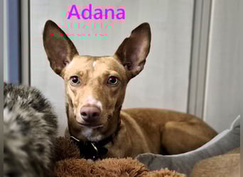Adana geb. 01/2024 (in Deutschland) - neugierige und kluge Podenco Andaluz Hündin!