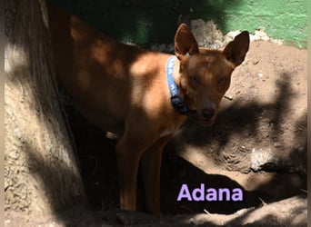 Adana geb. 01/2024 (in Deutschland) - verschmuste und kluge Podenco Andaluz Hündin!