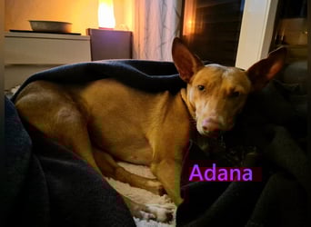 Adana geb. 01/2024 (in Deutschland) - neugierige und kluge Podenco Andaluz Hündin!