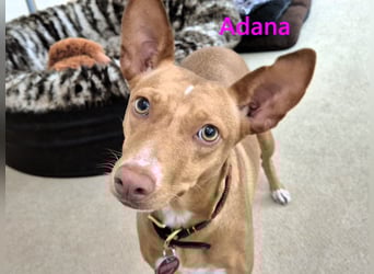 Adana geb. 01/2024 (in Deutschland) - neugierige und kluge Podenco Andaluz Hündin!
