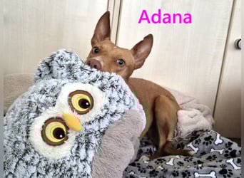 Adana geb. 01/2024 (in Deutschland) - neugierige und kluge Podenco Andaluz Hündin!