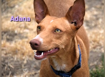 Adana geb. 01/2024 (in Deutschland) - verschmuste und kluge Podenco Andaluz Hündin!