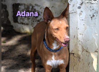 Adana geb. 01/2024 (in Deutschland) - verschmuste und kluge Podenco Andaluz Hündin!