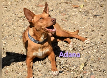 Adana geb. 01/2024 (in Deutschland) - verschmuste und kluge Podenco Andaluz Hündin!