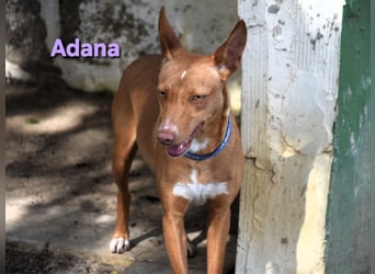 Adana geb. 01/2024 (in Deutschland) - verschmuste und kluge Podenco Andaluz Hündin!