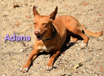 Adana geb. 01/2024 (in Deutschland) - verschmuste und kluge Podenco Andaluz Hündin!
