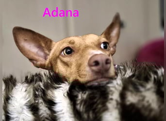 Adana geb. 01/2024 (in Deutschland) - neugierige und kluge Podenco Andaluz Hündin!