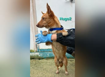 Hugo2 geb. 01/2025 (ESP) - verschmuster Podencojunge sucht liebevolle Familie!