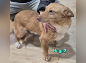 Hugo2 geb. 01/2025 (ESP) - verschmuster Podencojunge sucht liebevolle Familie!