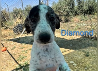 Diamond geb. 03/2026 (ESP) - unkomplizierter Podenco Welpe sucht seinen Komplizen!