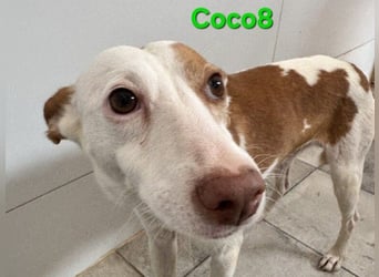 DRINGEND! Coco8 geb. 10/2019 (ESP) - wir brauchen Eure Mithilfe!