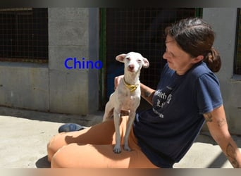 Chino geb. 11/2025 (ESP) - unbeschwerter Podencowelpe sucht liebevolle Familie!