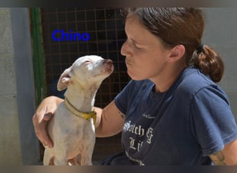 Chino geb. 11/2025 (ESP) - unbeschwerter Podencowelpe sucht liebevolle Familie!