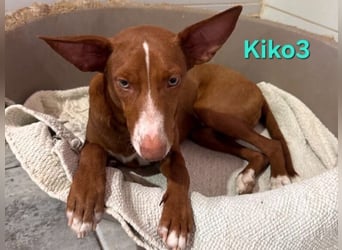 Kiko geb. 10/2025 (ESP) - zauberhafter, gut gelaunter Podenco-Junge!