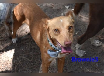 Brownie3 geb. 08/2025 (ESP) - gutgelaunter und fröhlicher Podenco!