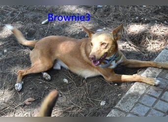 Brownie3 geb. 08/2025 (ESP) - gutgelaunter und fröhlicher Podenco!