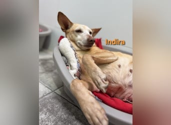 Indira geb. 03/2023 (ESP) - wunderschöne und liebevolle Podenca!