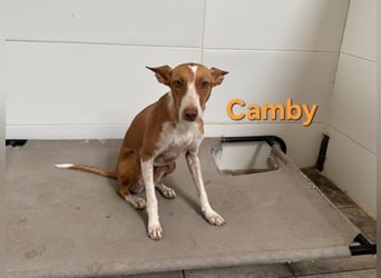 Camby geb. 01/2025 (ESP) - liebevolle, zugewandte Podenca sucht ihre Familie!