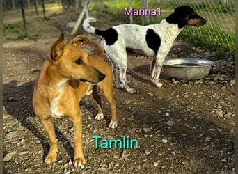 Tamlin geb. 07/2020 (ESP) - sehr liebevoller, edler und sanfter, kleiner Podenco!