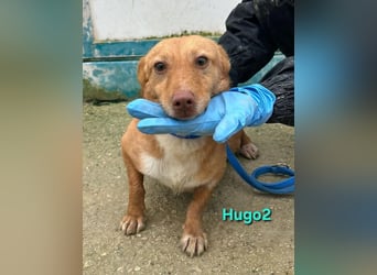 Hugo2 geb. 01/2025 (ESP) - verschmuster Podencojunge sucht liebevolle Familie!