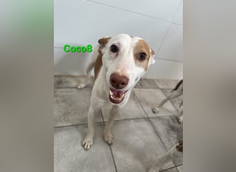 DRINGEND! Coco8 geb. 10/2019 (ESP) - wir brauchen Eure Mithilfe!