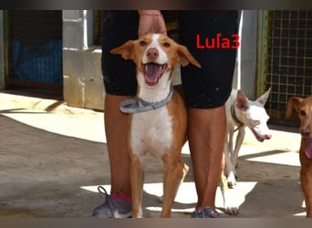 Lula3 geb. 08/2024 (ESP) - goldiges, schüchternes Hundemädchen!