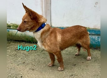 Hugo2 geb. 01/2025 (ESP) - verschmuster Podencojunge sucht liebevolle Familie!