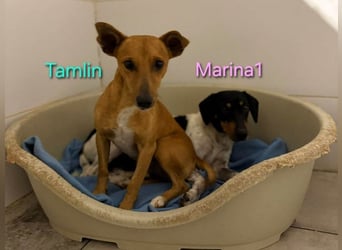 Tamlin geb. 07/2020 (ESP) - sehr liebevoller, edler und sanfter, kleiner Podenco!