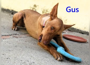 Gus geb. 01/2025 (ESP) - verspielter, fröhlicher und verschmuster, junger Podenco!