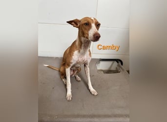 Camby geb. 01/2025 (ESP) - liebevolle, zugewandte Podenca sucht ihre Familie!