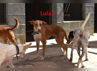Lula3 geb. 08/2024 (ESP) - goldiges, schüchternes Hundemädchen!