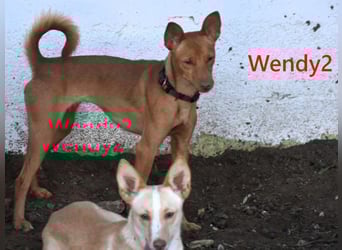 Wendy2 geb. 06/2024 (ESP) - soziale und verspielte, sehr hübsche Podenca Andaluz!