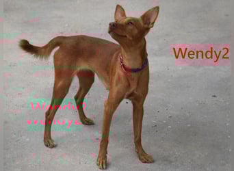 Wendy2 geb. 06/2024 (ESP) - soziale und verspielte, sehr hübsche Podenca Andaluz!