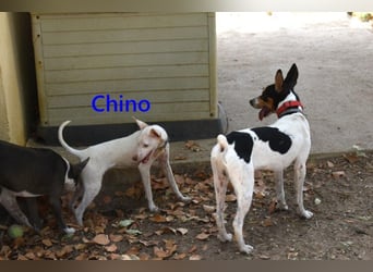 Chino geb. 11/2025 (ESP) - unbeschwerter Podencowelpe sucht liebevolle Familie!