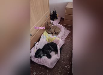 DRINGEND! Reina4 geb. 10/2022 (ESP) - treue Seele braucht neues Zuhause!