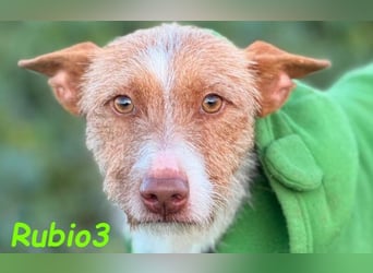 Rubio3 geb. 12/2024 (ESP) - freundlicher, kleiner Podenco-Rüde sucht sein Körbchen!