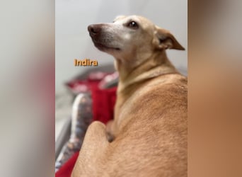 Indira geb. 03/2023 (ESP) - wunderschöne und liebevolle Podenca!